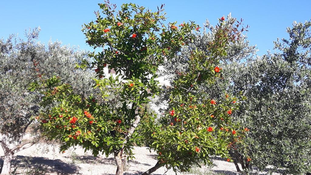 דירות Kallepia Agrepavli Lapithia מראה חיצוני תמונה